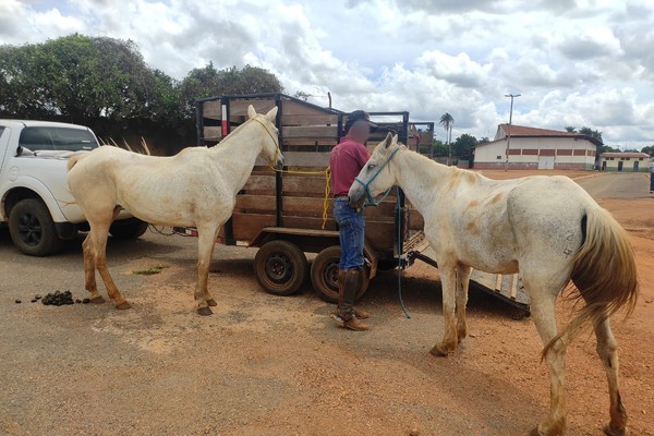 PM apreende 4 adolescentes em Patrocínio acusados de furtarem éguas avaliadas em R$ 30 mil