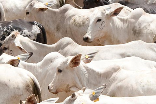 Vacinação de bovinos e bubalinos contra a febre aftosa começa em Minas na próxima quarta