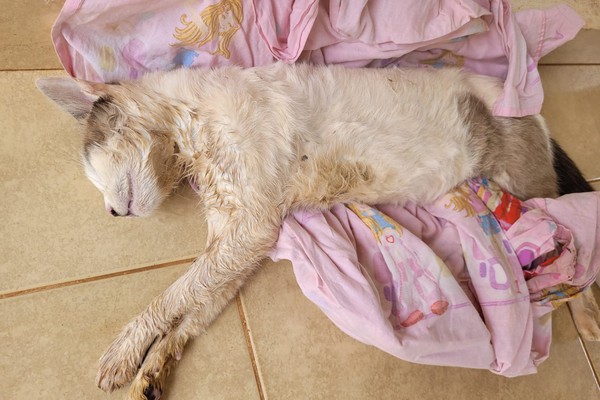 Moradora relata drama e indignação por envenenamento e morte de gato de estimação