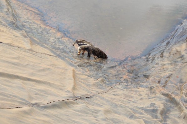 Tamanduá-bandeira é resgatado de reservatório para irrigação em Patos de Minas