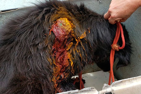 Cão agredido com canivete perde muito sangue e tem que ser socorrido em Patos de Minas