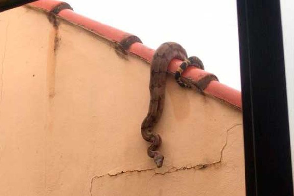 Incidência de cobras no perímetro urbano chama a atenção e bombeiros alertam para o perigo