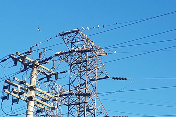 Centenas de Pombos fazem morada em torre de energia da Cemig no bairro Santo Antônio