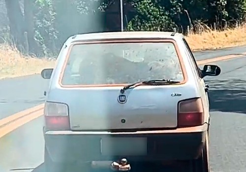 Bezerro é flagrado sendo transportado em porta-malas de Uno em rodovia