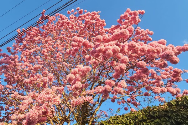 Ipê Roxo nos fundos da Igreja dos Capuchinhos abre enorme florada e encanta os patenses