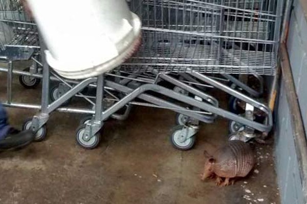 Corpo de Bombeiros captura tatu em estacionamento de hipermercado de Patos de Minas