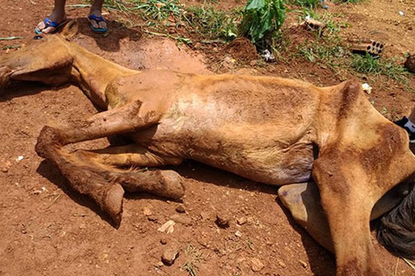 Eguinha que foi socorrida após ser abandonada não resiste e morre em Patos de Minas