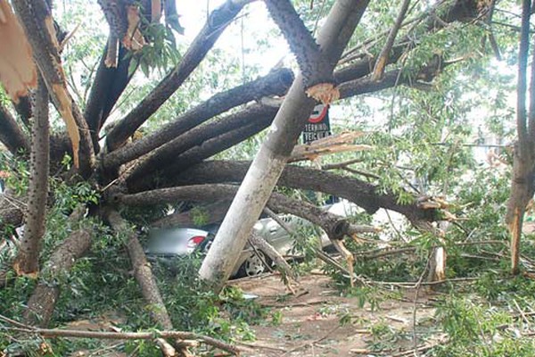 Paineira enorme desaba na Avenida Paranaíba e destrói carro que estava estacionado