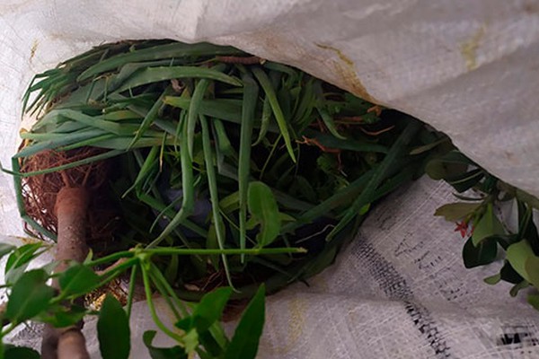 Adolescentes furtam verduras, frutas e plantas em horta e acabam na delegacia em Patos de Minas