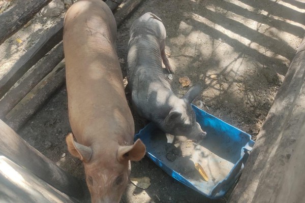 Porcos são encontrados sem água e sem abrigo e proprietário é preso por maus-tratos