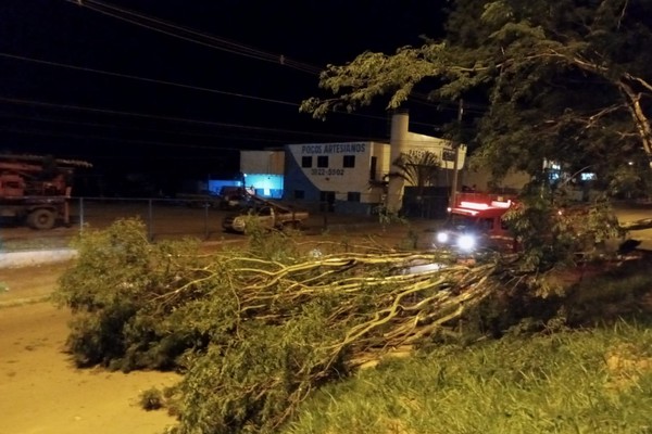 Corpo de Bombeiros é acionado durante a madrugada para cortar árvore que caiu em avenida