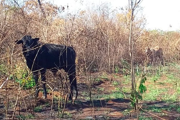 Ainda castigada pelas queimadas, Mata do Catingueiro é invadida e usada para pastagem de gado