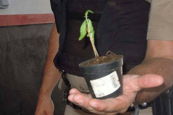 Polícia Militar apreende pé de maconha com adolescentes no distrito de Alagoas