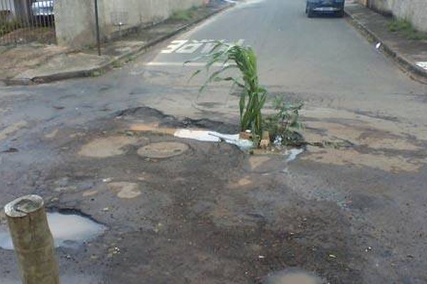 Moradores plantam árvores em buraco em protesto contra descaso da Prefeitura