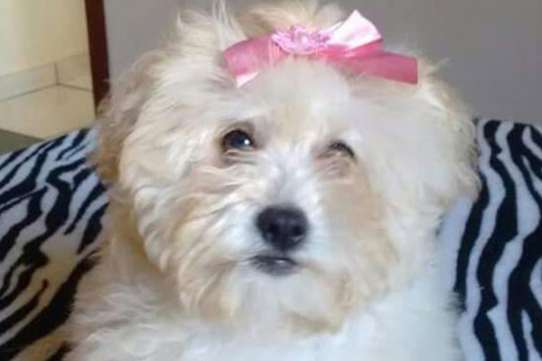 Dona gratifica quem localizar sua cachorrinha poodle desaparecida nesta quinta