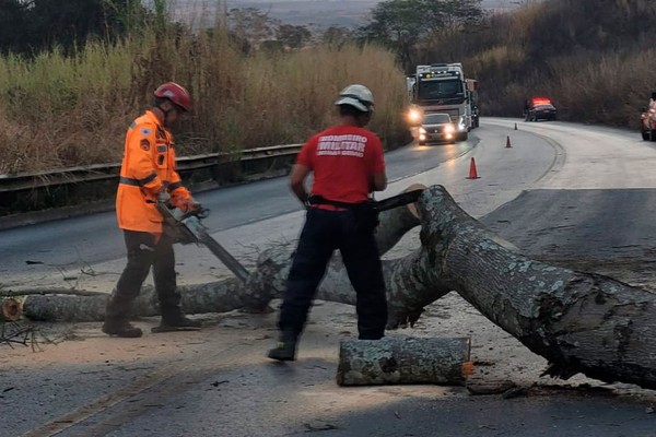 Bombeiros cortam árvore que após incêndio ameaçava desabar na BR 365, em Patos de Minas