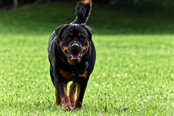 Dono de rottweiller que atacou e matou cão maltês é condenado a indenizar vizinha