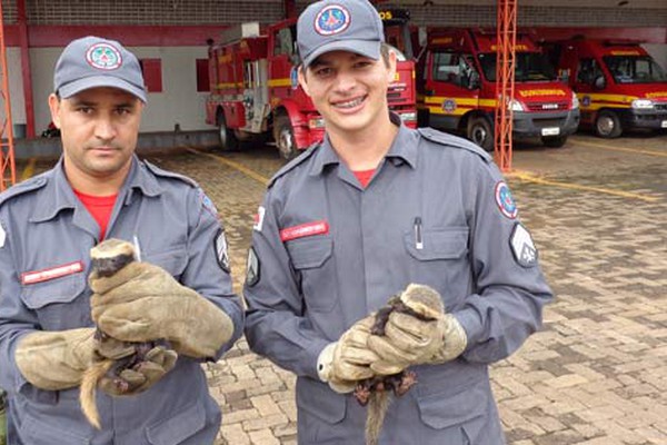 Furões são capturados em movimentada avenida de Patos de Minas