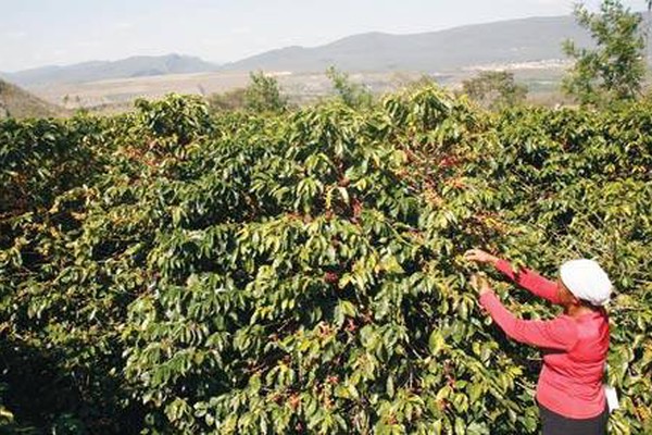 MPF de Patos de Minas denuncia produtor rural de São Gotardo por trabalho escravo