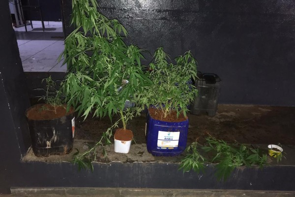 Moradora de 23 anos é presa em Patos de Minas por cultivar maconha no quintal de casa