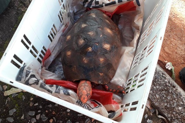 Corpo de Bombeiros captura jabuti que corria risco de ser atropelado em Patos de Minas