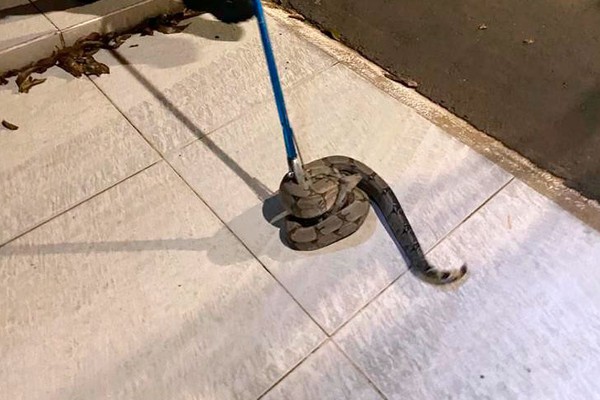 Bombeiros capturam serpente de 1,5m escondida em carro no Bairro Copacabana, em Patos de Minas