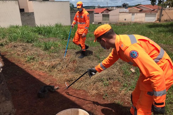 Corpo de Bombeiros captura jiboia de 2 metros pesando 5kg em Patos de Minas