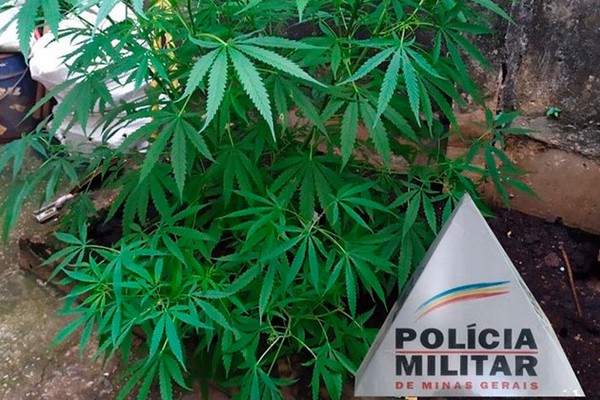 Polícia Militar encontra pé de maconha nos fundos de uma residência e rapaz acaba na delegacia