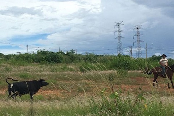 Boi bravo foge, ataca pessoas no Centro da cidade e causa danos em Patrocínio