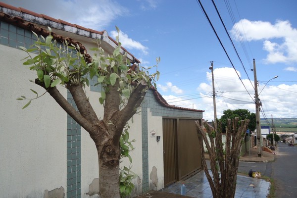 Após denúncia de vizinhos, árvores mutiladas por morador no Bairro Alvorada voltam a brotar