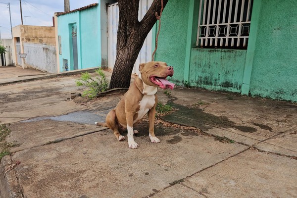Entra em vigor lei que proíbe a procriação e a entrada de cães da raça pit bull em Minas Gerais