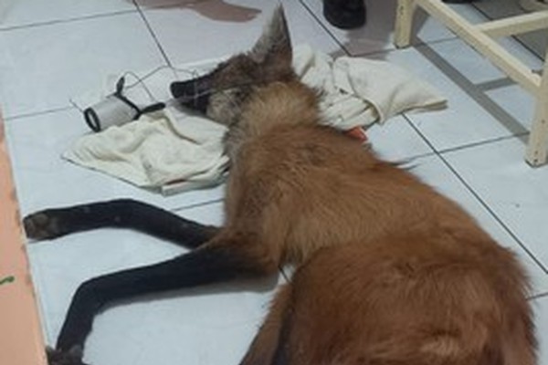 Bombeiros resgatam Lobo-guará ferido a tiros às margens da BR 146; animal morreu