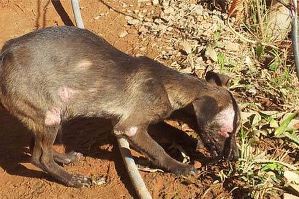 Aspaa realiza Marcha da Defesa Animal neste domingo em Patos de Minas