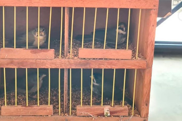 Grupo da PRF em Patos de Minas apreende quatro aves silvestres e prende passageiro de ônibus