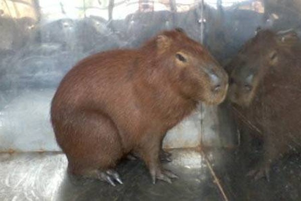 Bombeiros capturam outra capivara em mais uma apreensão de animal