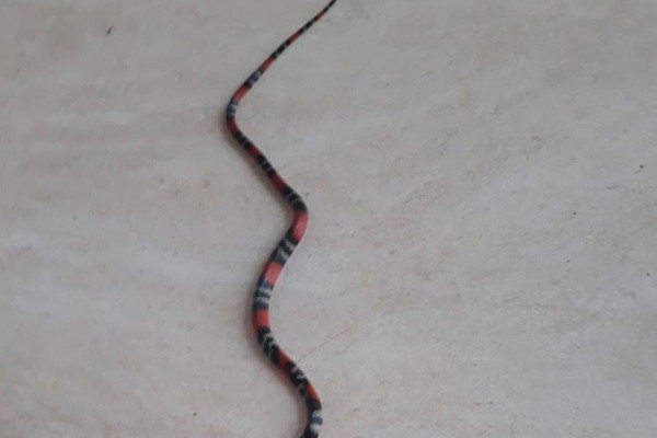 Moradora é surpreendida por cobra na garagem de casa e pede ação da prefeitura em Patos de Minas