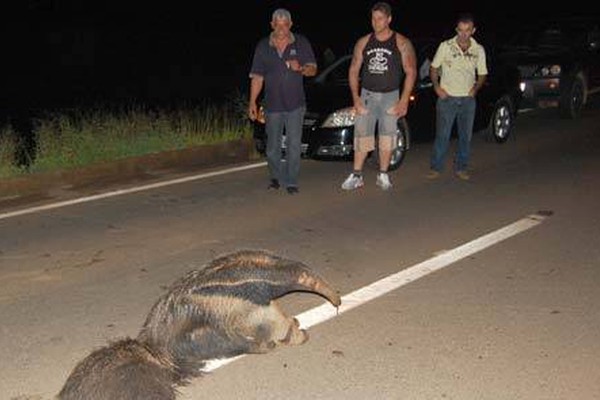 Tamanduá Bandeira é atropelado na entrada de Patos de Minas e sobrevive