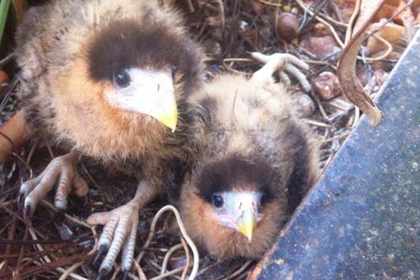 Casal de gaviões cuida de filhotes nascidos em sacada de prédio no centro de Patos de Minas