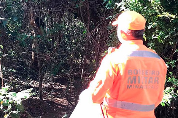 Corpo de Bombeiros captura tamanduá-mirim dentro de banheiro de residência