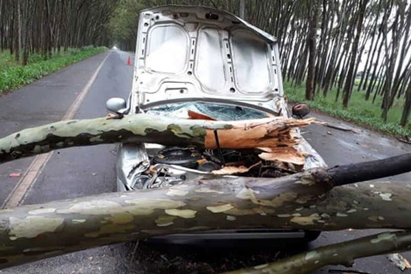 Motorista percebe eucalipto desabando, tenta diminuir, mas acaba atingido na entrada do Carmo