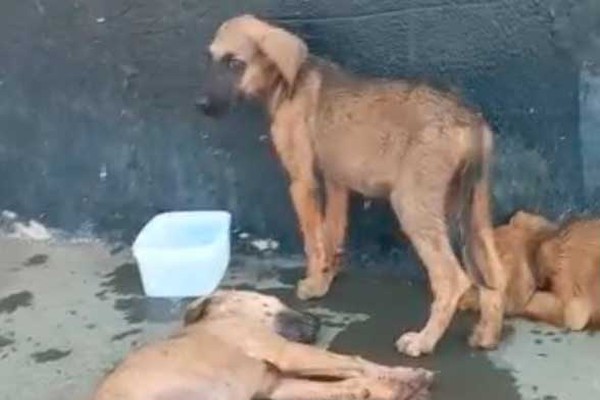 Filhotes de cães são envenenados e abandonados na porta de igreja em Patos de Minas