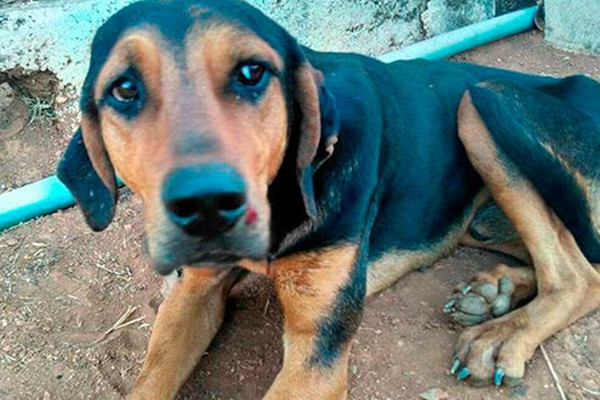 Adolescentes flagram mulher agredindo cão abandonado em Lagamar e vídeo causa revolta