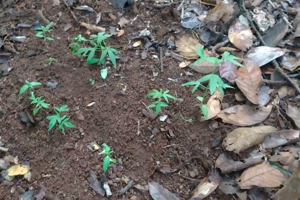 Polícia Militar volta a apreender pés de maconha no interior do Parque do Mocambo