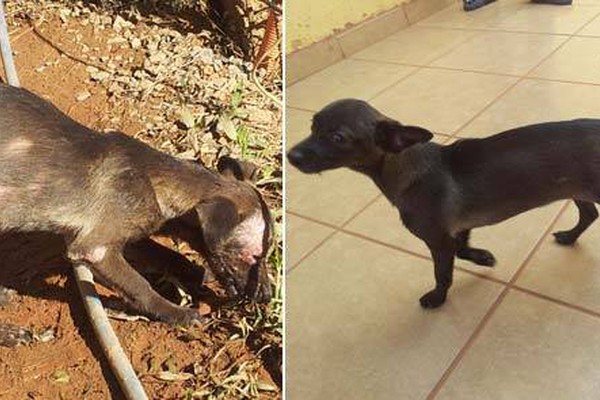 Cachorrinha abandonada doente recebe cuidados, ganha vida nova e vira xodó