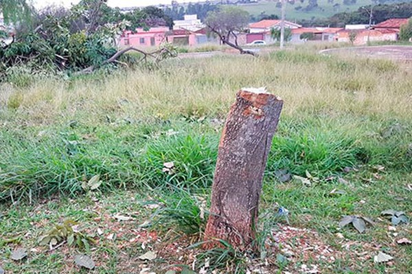 Corte de Ipê em praça do bairro Céu Azul deixa moradores indignados e polícia é acionada