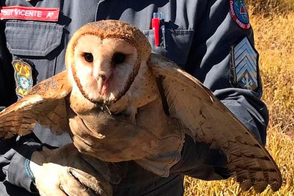 Animais silvestres buscam refúgio e alimento na cidade e dão trabalho aos Bombeiros