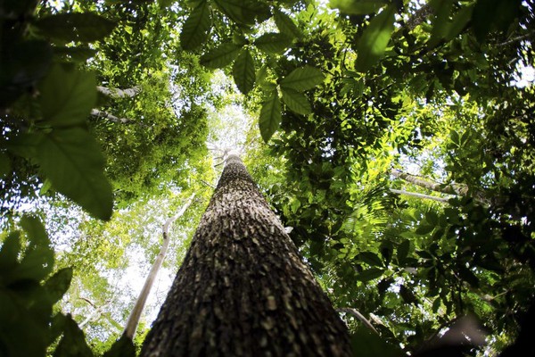 Amazônia Legal: desmatamento cai 61% em janeiro