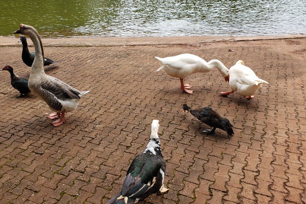 Voluntários fazem campanha em busca de alimentos para as aves que habitam o Mocambo