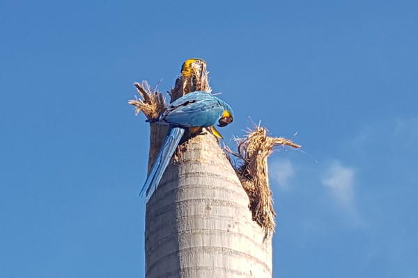 Araras Canindé buscam refúgio no perímetro urbano de Patos de Minas e chamam a atenção