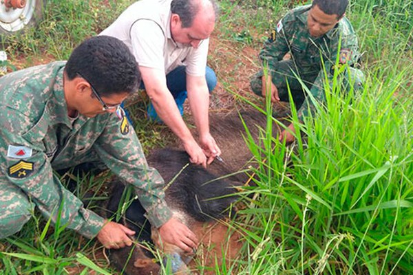 Tamanduá é socorrido após ser atropelado na MG060 em São Gonçalo do Abaeté